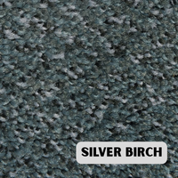 Silver Birch